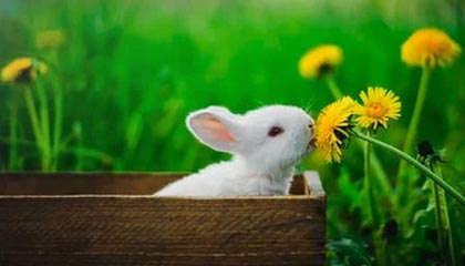 开云体育下载：点亮热爱体育的指尖体验